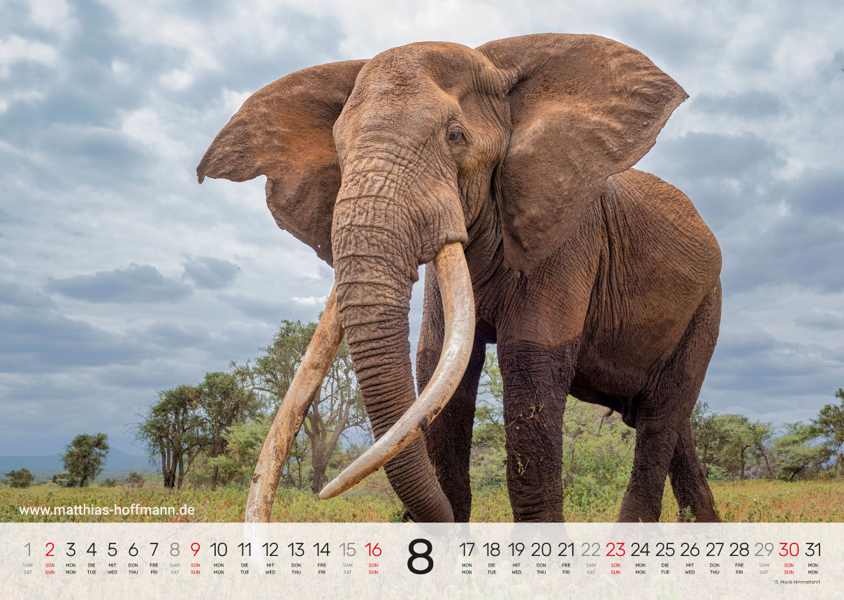 Kalender 2026 - August